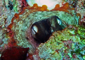   octopus wouldnt come play  